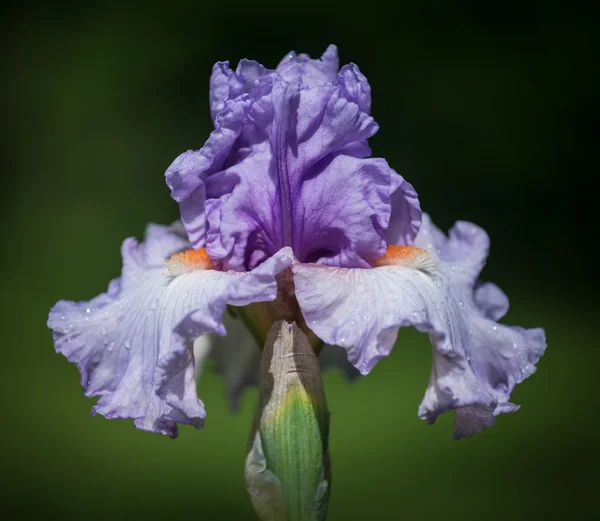 Iris belgijska księżniczka — Zdjęcie stockowe
