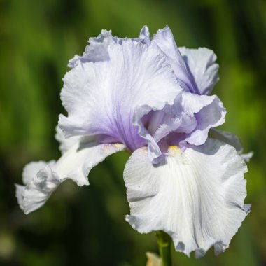Bahçe sakallı Iris