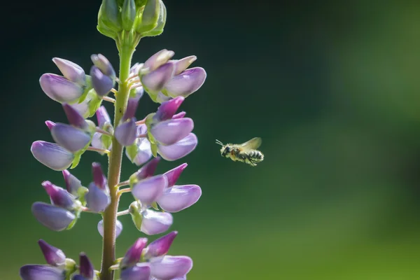Bee and pink lupine. — Stock Photo, Image
