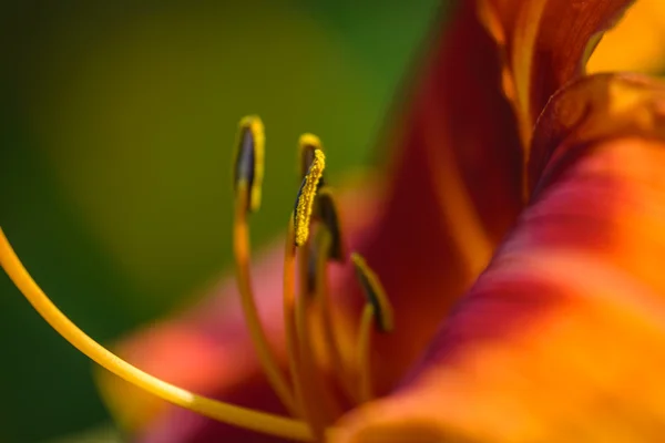 Daylily Outrageous closeup — Stock Photo, Image