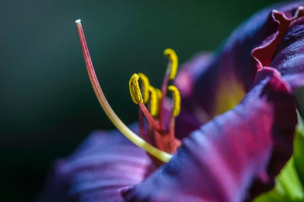 Close up of daylily Bloodfire — Stock Photo, Image