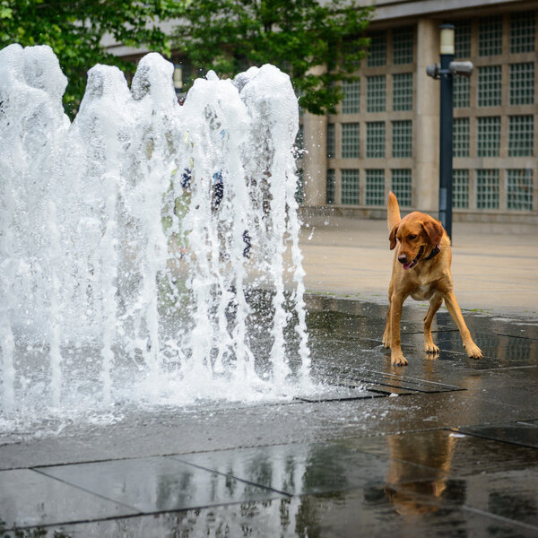 Dog playing in fountain.