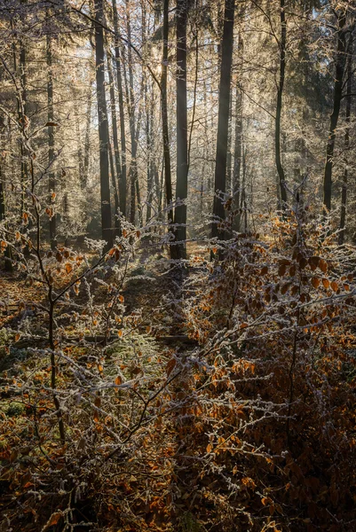 Sol na floresta de inverno — Fotografia de Stock