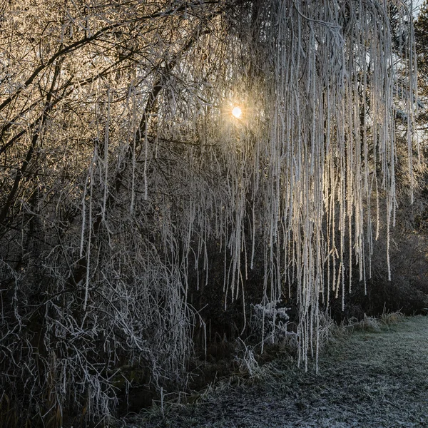 Sol na floresta de inverno — Fotografia de Stock