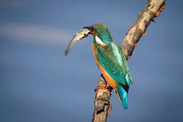 Kingfisher s malé ryby — Stock fotografie