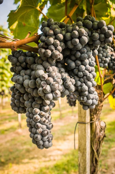 Cacho de uvas — Fotografia de Stock