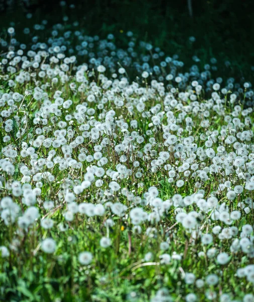Dandelions on the meadow — Stock Photo, Image