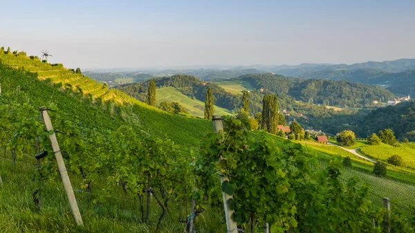 Weinberge mit Weinkellerei im Herbst — Stockfoto