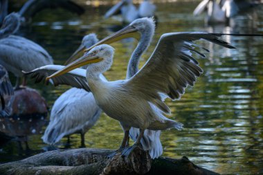 beyaz pelikan (Pelecanus onocrotalus)