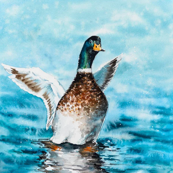 Mallard Duck Stretching Its Wings While Resting Water Watercolors Painting — Stock Photo, Image