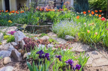 Bahar bahçesindeki küçük bir kayalıktaki çeşitli bitkiler. Önplanda cüce irisler.