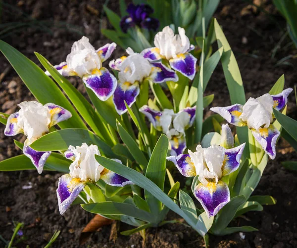 White Violet Dwarf Iris Mikey Likes Spring Garden — Stock Photo, Image