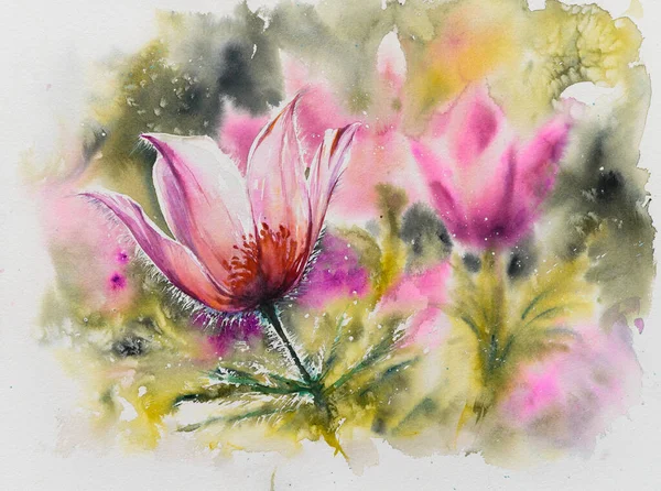 自然環境の中で咲くクローズアップパスクの花 Pulsatlla Patens 水彩で描いた絵 — ストック写真