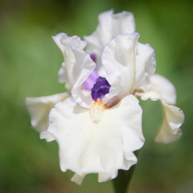 Çiçeğe yakın plan, Iris Nevicata 'yı bahçede sakallı bıraktı. Etkileyici çiçekleri ve bahçe süsü olan bir bitki..