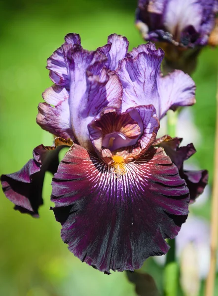 アイリス ゲルマニカ 庭の花のひげそり虹彩 種類の一つ の閉鎖 印象的な花 庭の装飾を持つ植物 — ストック写真