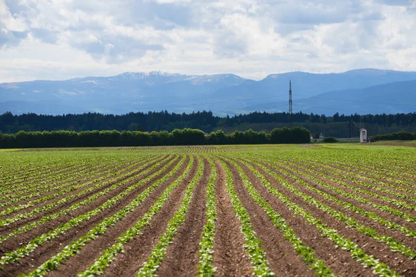 Kartoffelpflanzen Einer Reihe Grünes Feld Kartoffelfeld Frühling Mit Schneebedeckten Bergen — Stockfoto