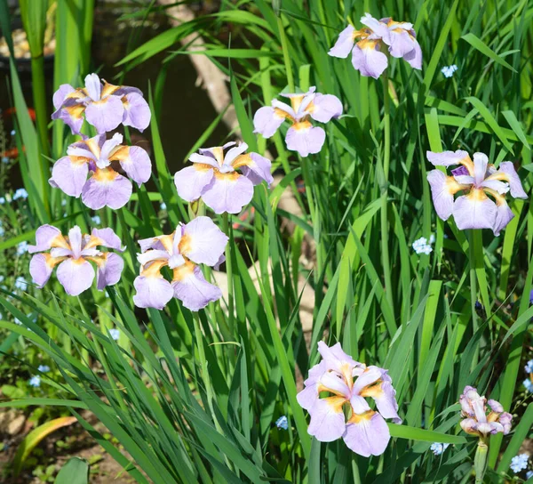 春と夏の庭で虹彩のシブリカスティーブ ヴァーナーの花 ピンクの虹彩と明るい緑の草の花の背景 — ストック写真