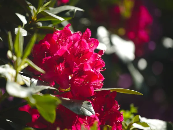 Arbusto Rhododendron Floreciendo Con Flores Púrpuras Jardín —  Fotos de Stock