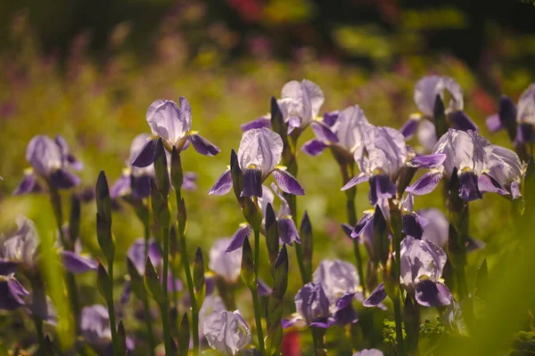 Крупный План Цветка Радужной Оболочки Солнечными Лучами Фиолетовые Цветы Растут — стоковое фото