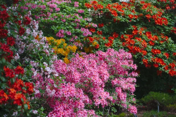 Many Colorful Rhododendrons Flowering Sunny Summer Garden — Stock Photo, Image