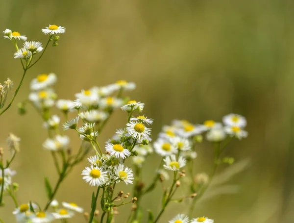 Camomilla — Foto Stock