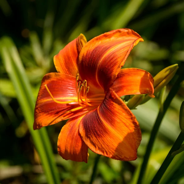 Daylily — Stock Photo, Image