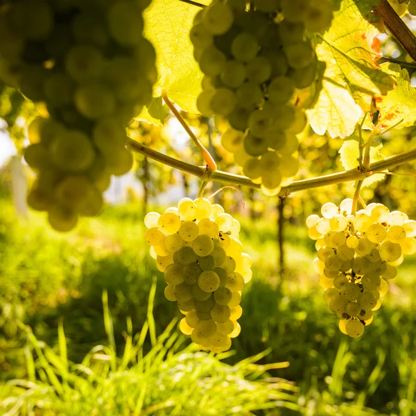 Uvas — Fotografia de Stock