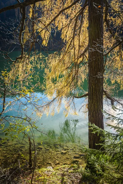 Karaçam ağacı — Stok fotoğraf