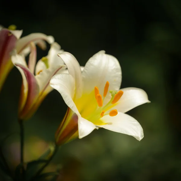 Lily... — Fotografia de Stock