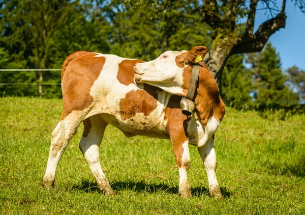 Vaca em pasto — Fotografia de Stock