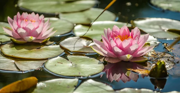 Waterlily — Stock Photo, Image