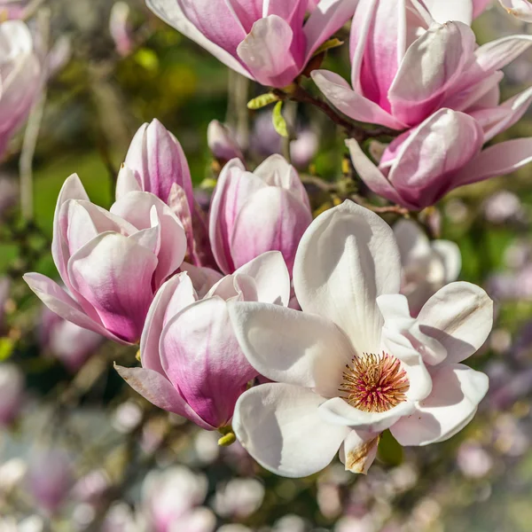 Magnolia — Stock Photo, Image