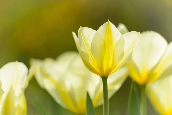 Tulips — Stock Photo, Image