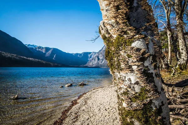 Jezioro Bohinjsko — Zdjęcie stockowe