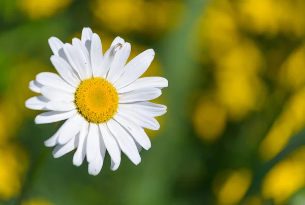 Hvit blomst – stockfoto