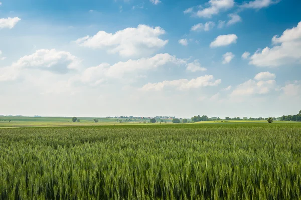 Feld — Stockfoto