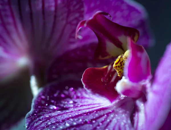 Орхідея — стокове фото