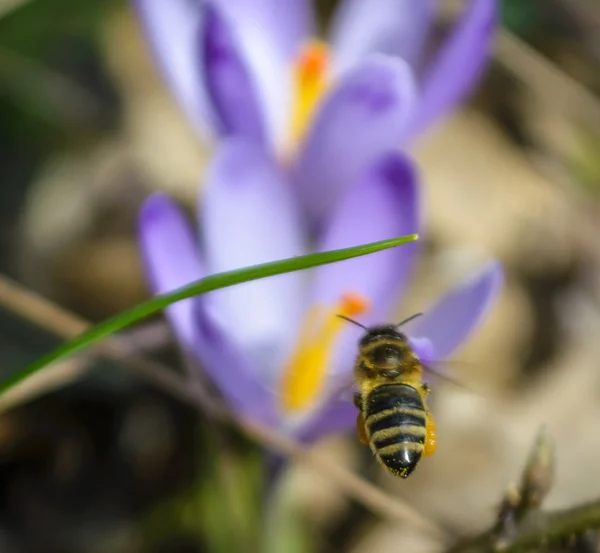 Crocus — Stock Fotó