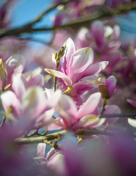 Magnolia — Stock Photo, Image