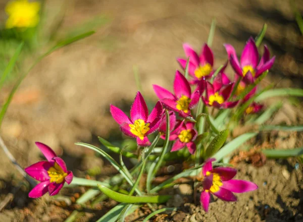 Tulips — Stock Photo, Image