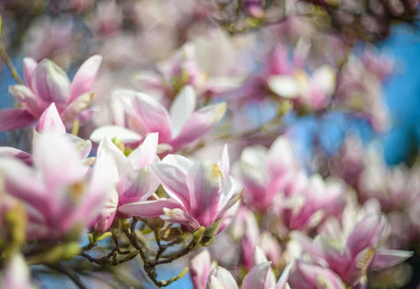 Magnolia — Stock Photo, Image