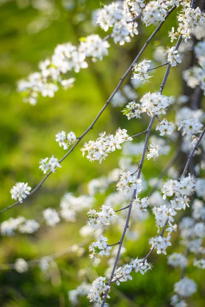 Blomväxter — Stockfoto