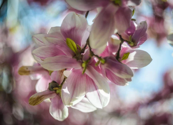 Magnolia — Stock Photo, Image