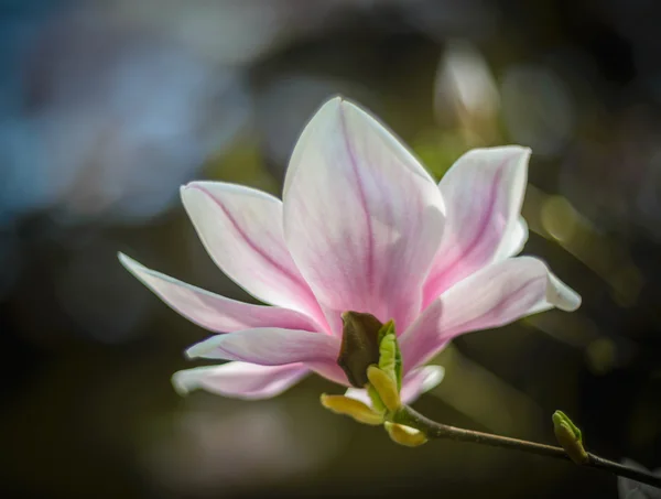 Magnolia — Stock Photo, Image