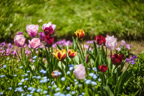 Tulips — Stock Photo, Image