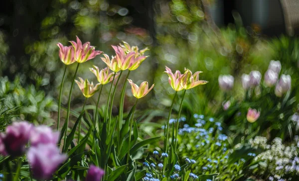 Tulips — Stock Photo, Image