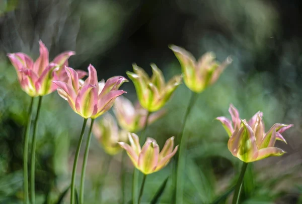 Tulips — Stock Photo, Image