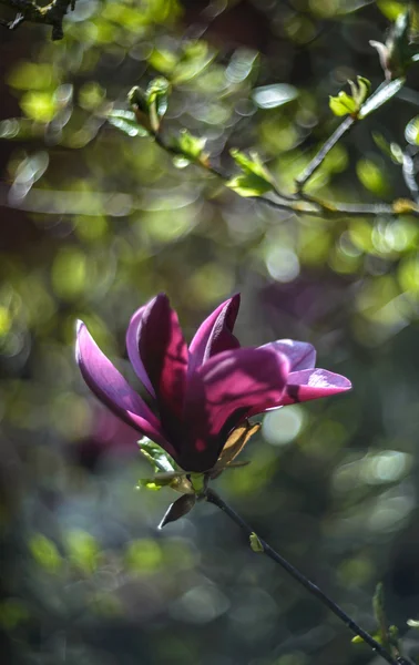 Magnólia — Fotografia de Stock