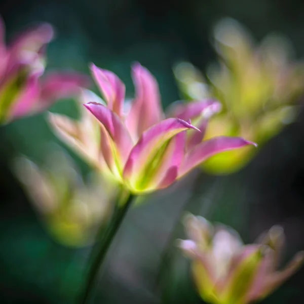 Tulips — Stock Photo, Image