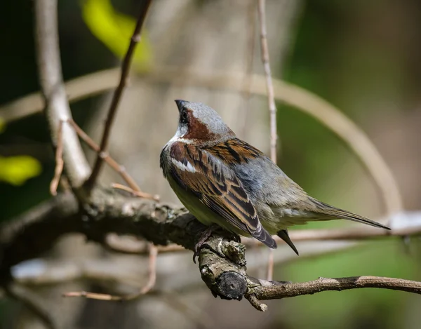 Sperling — Stockfoto